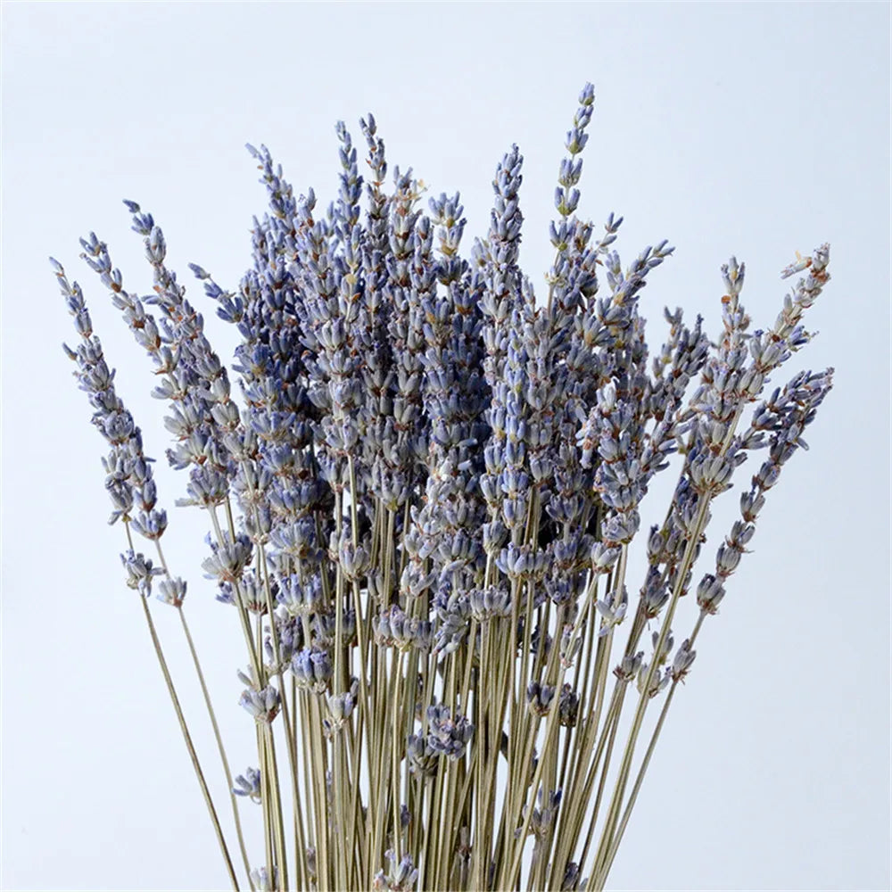 Dried Lavender Bundle Natural Purple 40cm Decorative Interior Aromatic Soothing | Sansoti