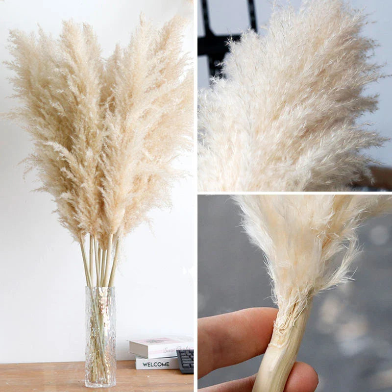 Gedroogde Pampagras Pluimen 10-Delige Set Natuurlijk Decoratief Siergras | Sansoti