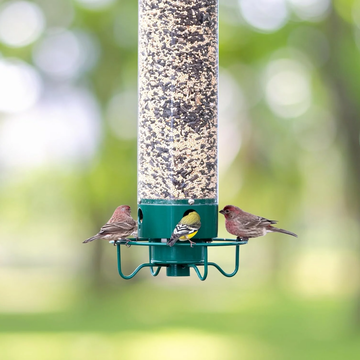 Vogelfutterstation mit drehbarem Sitzrand und vier Futteröffnungen für Wildvögel, Gartenvögel und Vögel im Außenbereich | Sansoti