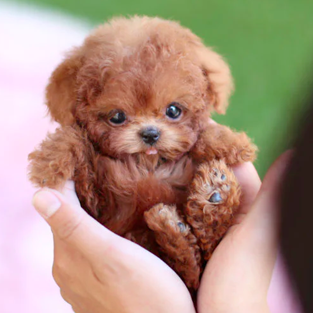 Lifelike Robot Puppy with Interactive Features and Realistic Movements for Young and Old | Sansoti