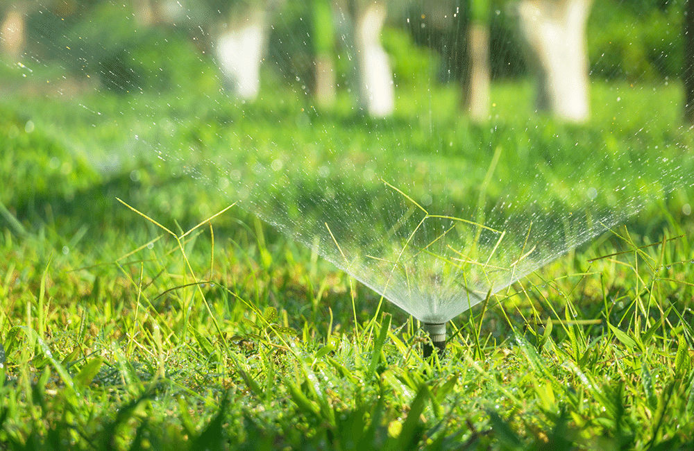Rasen bewässern: Wie oft und wie lange?