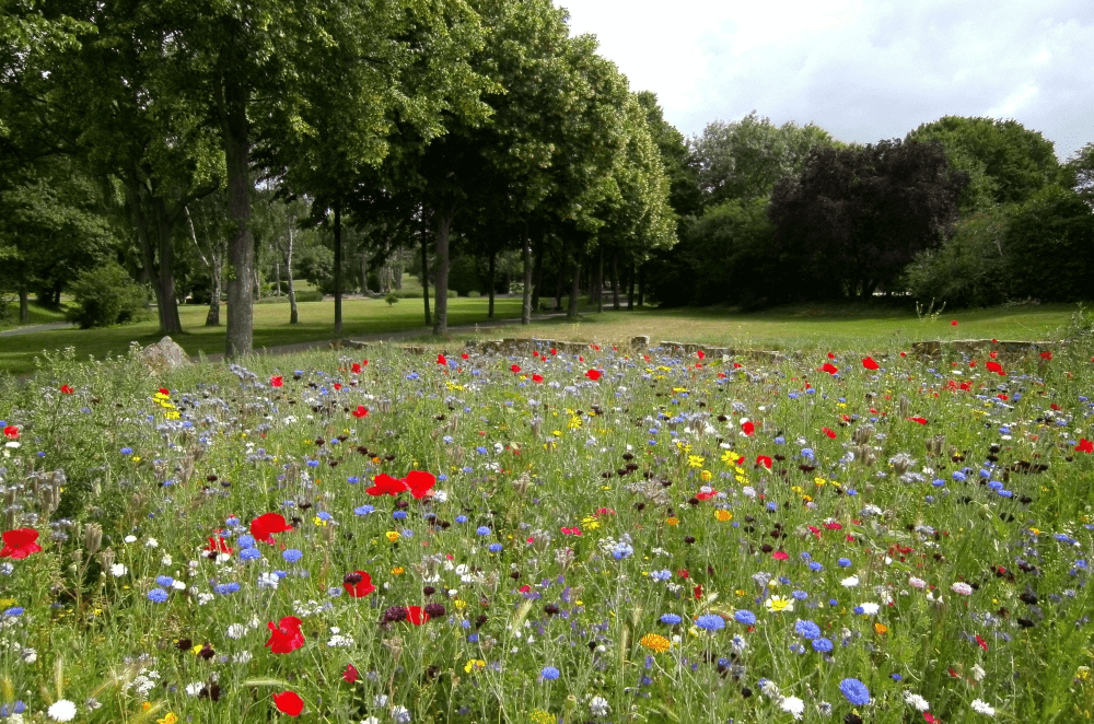 Blumenwiese richtig mähen