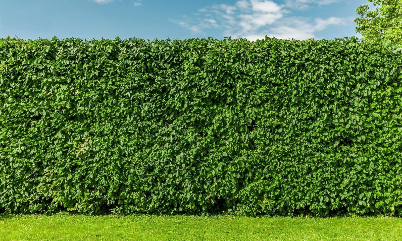 Buchenhecke düngen: nahrhafte Tipps!