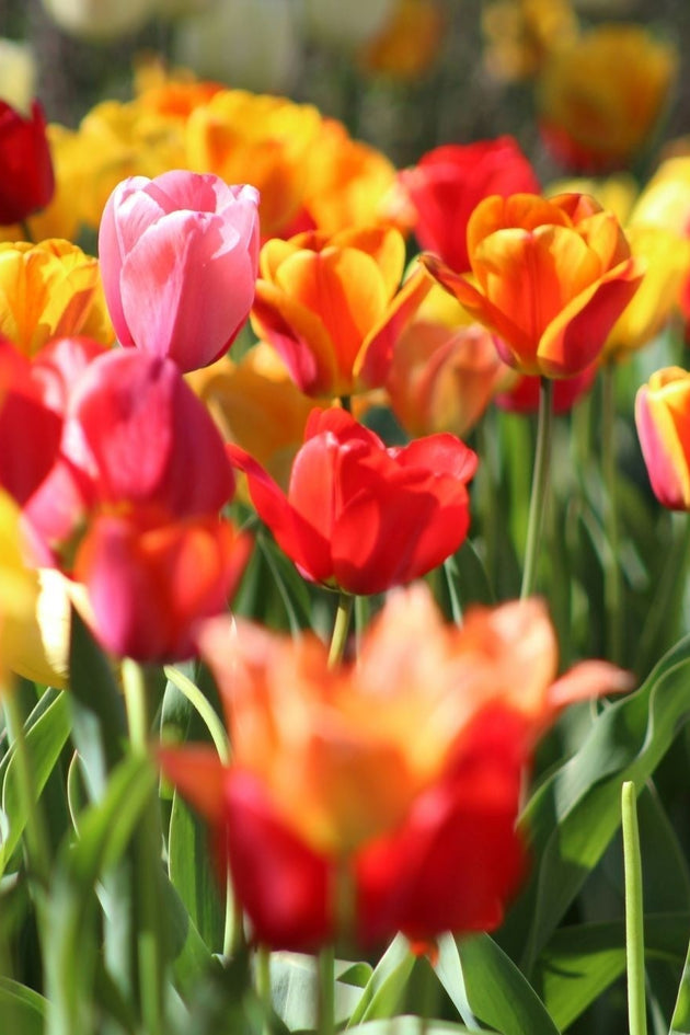 blog-bloembollen-planten-wanneer-en-hoe