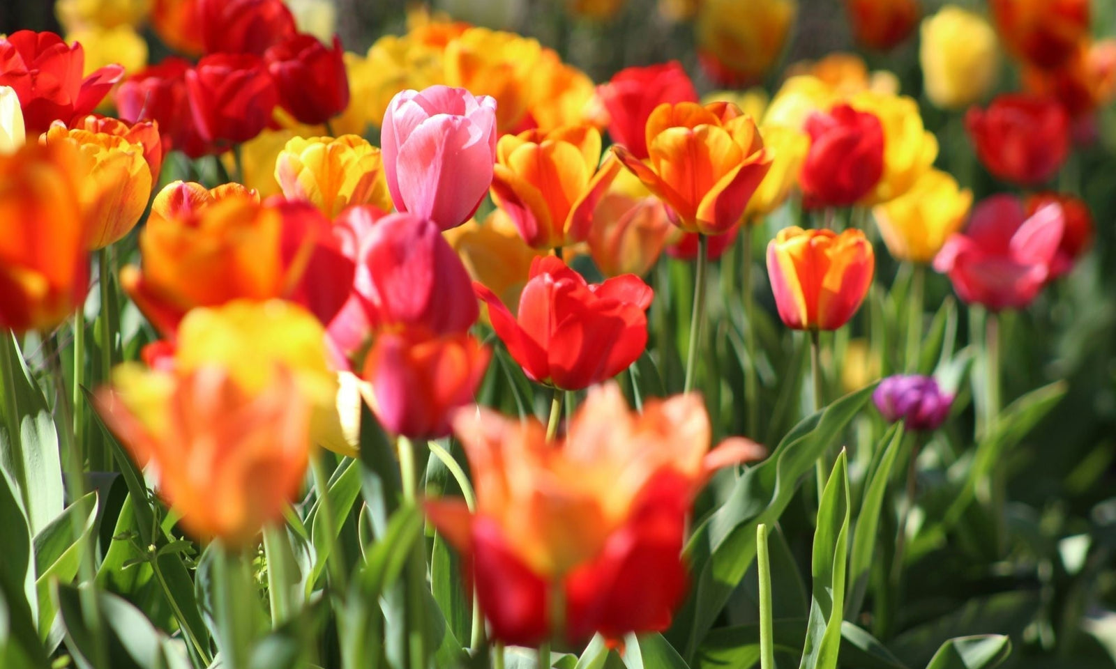Blumenzwiebeln pflanzen: wann und wie?