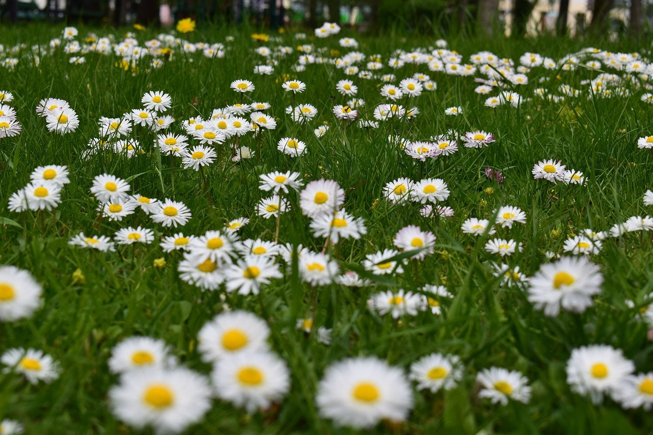 Verwandeln Sie Ihren Rasen in eine bunte Blumenwiese