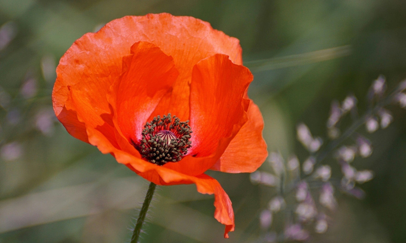 Aussaat von Klatschmohn