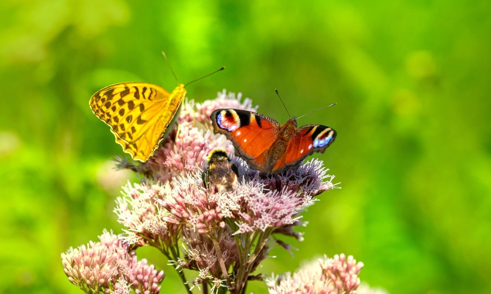 Machen Sie Ihren Garten insektenfreundlich!