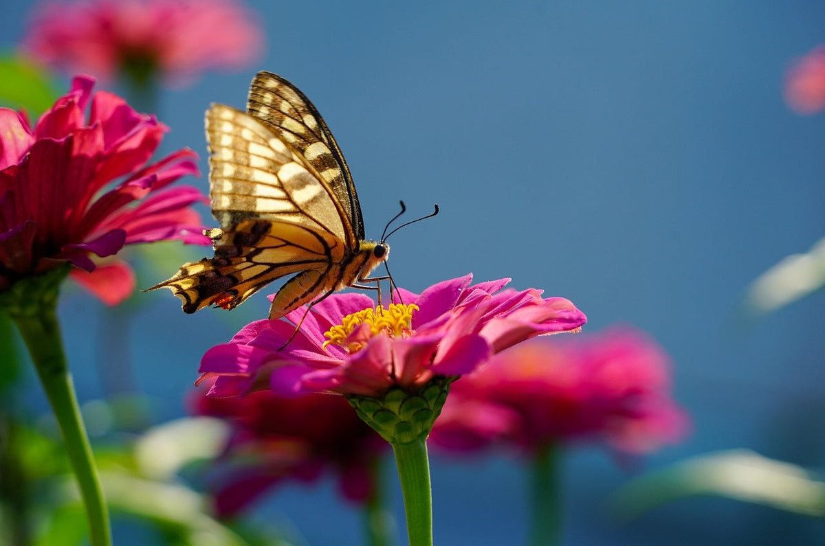 blog-met-welke-planten-lok-ik-vlinders-naar-mijn-tuin