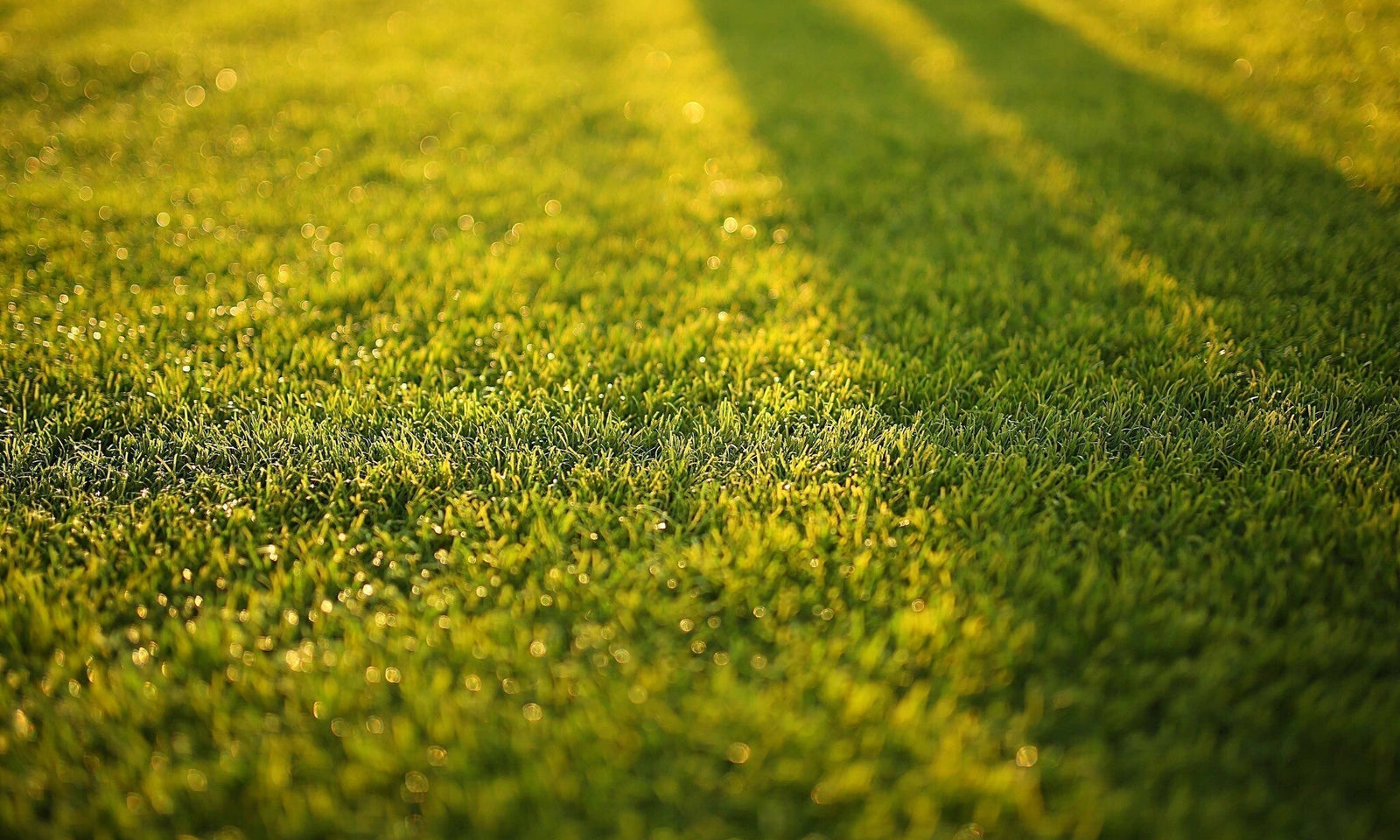 Warum geht mein Grassamen nicht auf?