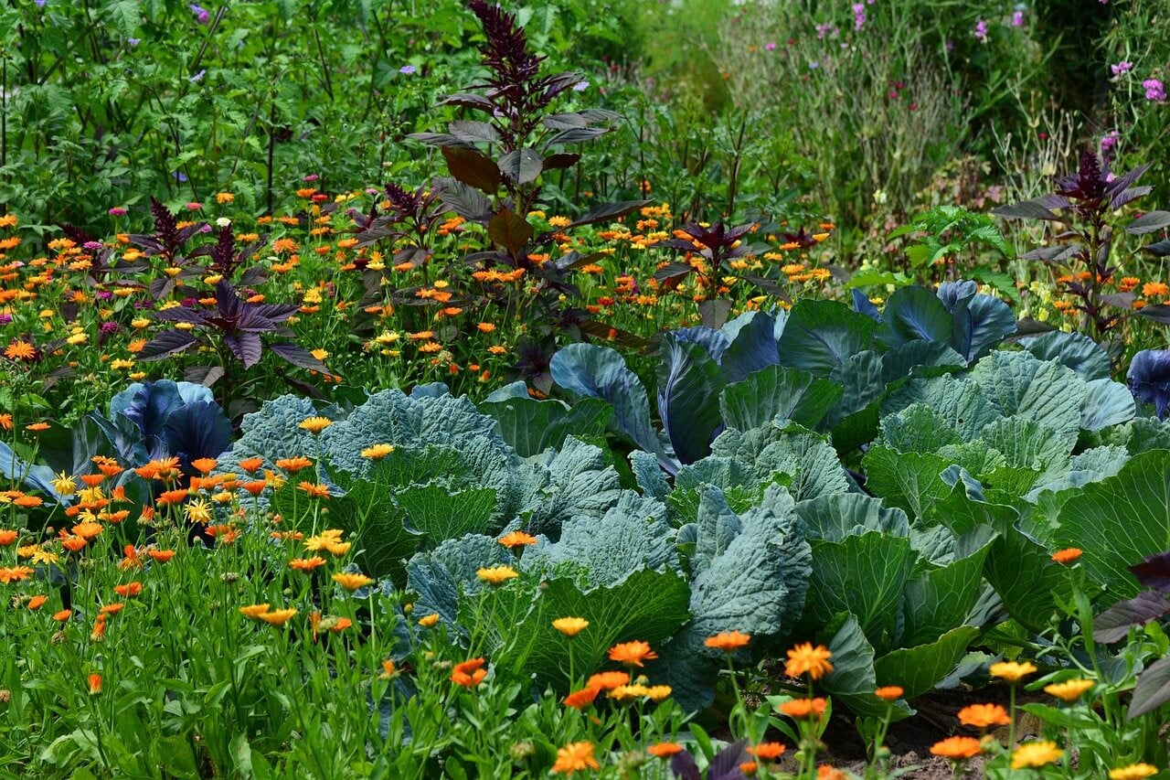 Blumen für den Gemüsegarten