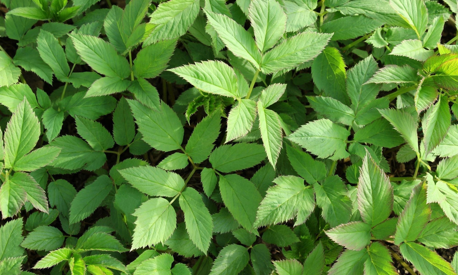 Giersch im Garten bekämpfen
