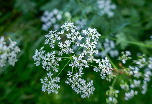 Fluitenkruid-anthriscus-sylvestris