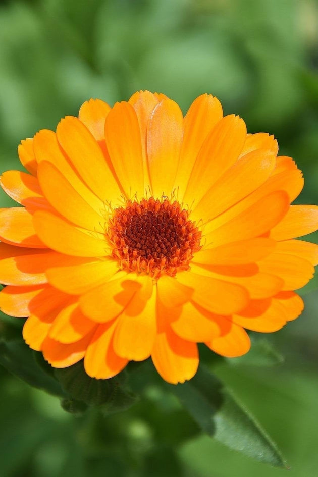 Goudsbloem_calendula_officinalis