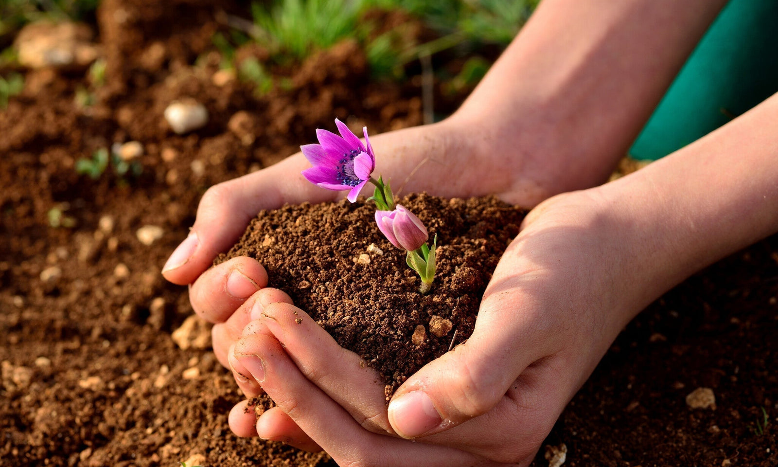Wie lange dauert es, bis Blumensamen sprießen?
