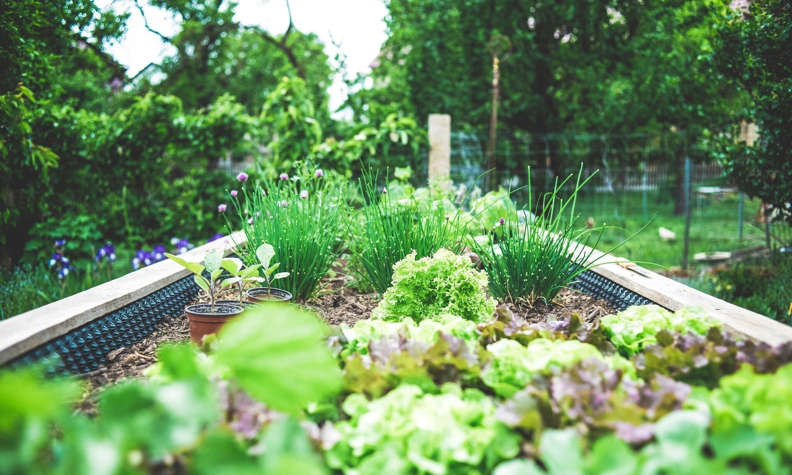 Kräutergarten anlegen: Kräuter selbst anbauen