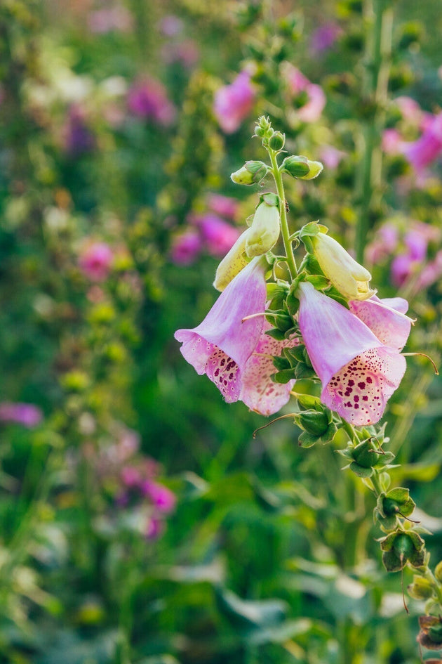 Onmisbare wilde bloemen voor in je bloemenweide