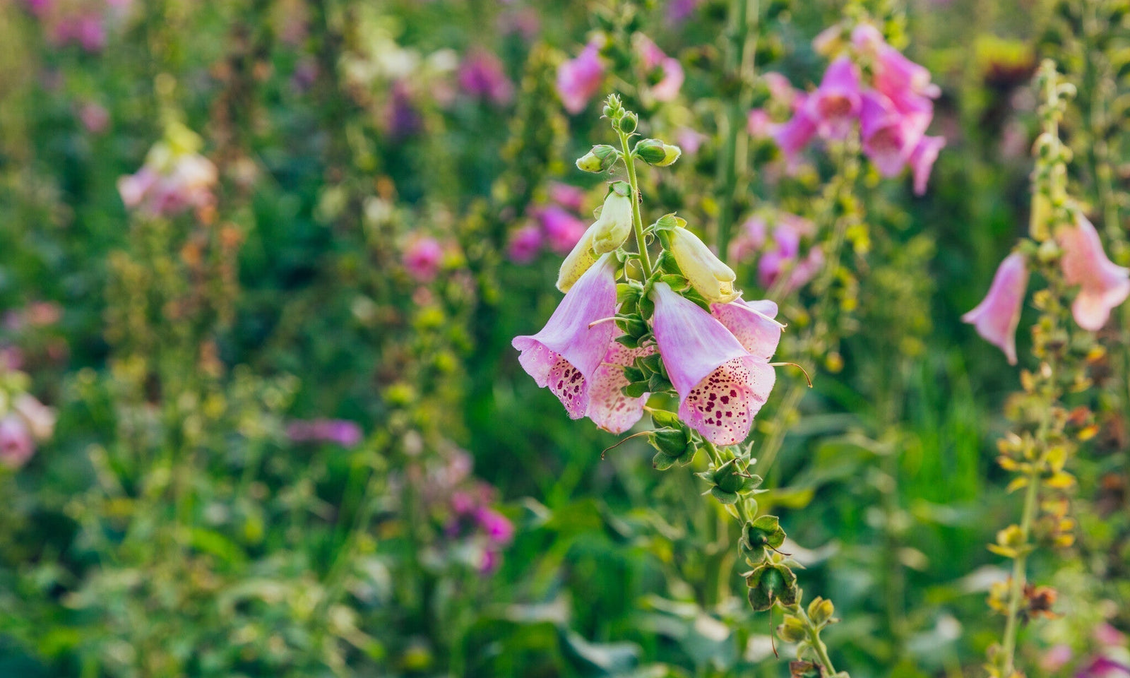 Wildblumen für Ihre Blumenwiese