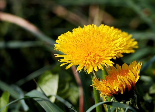 Paardenbloemen