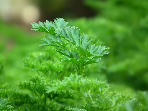 Peterselie - Petroselinum crispum