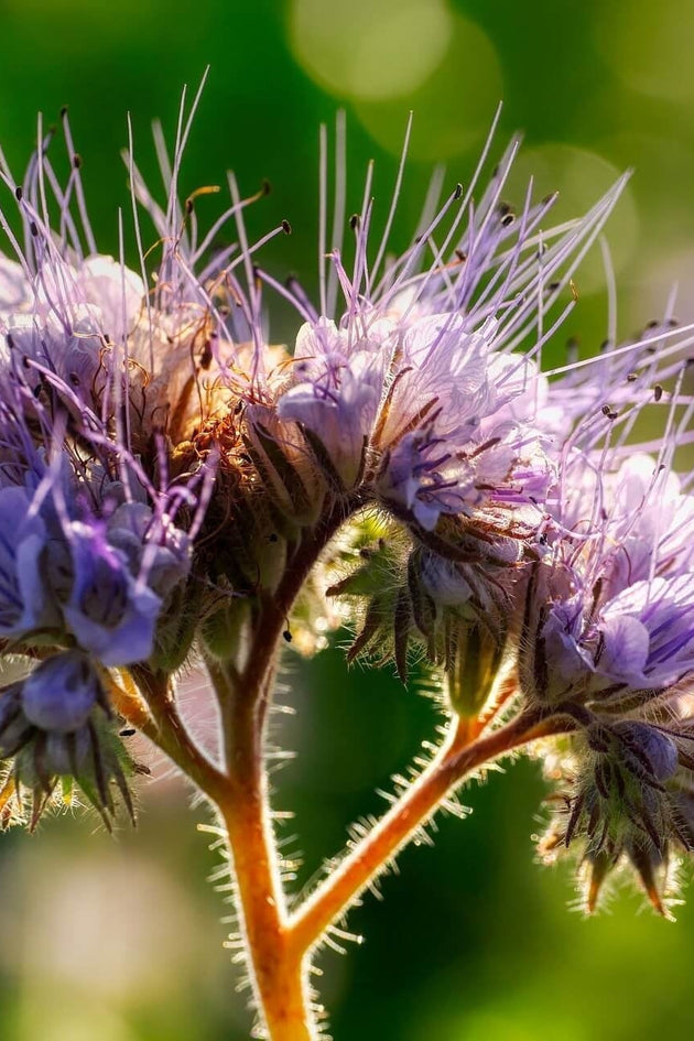 Phacelia tanacetifolia - Bijenbrood