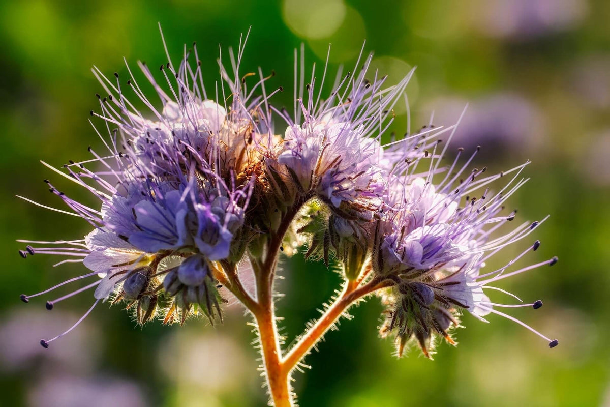 Phacelia tanacetifolia - Bijenbrood