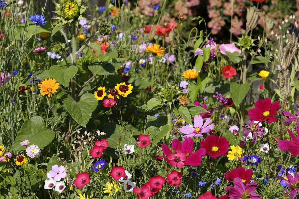 Plukbloemen in eigen tuin zaaien!