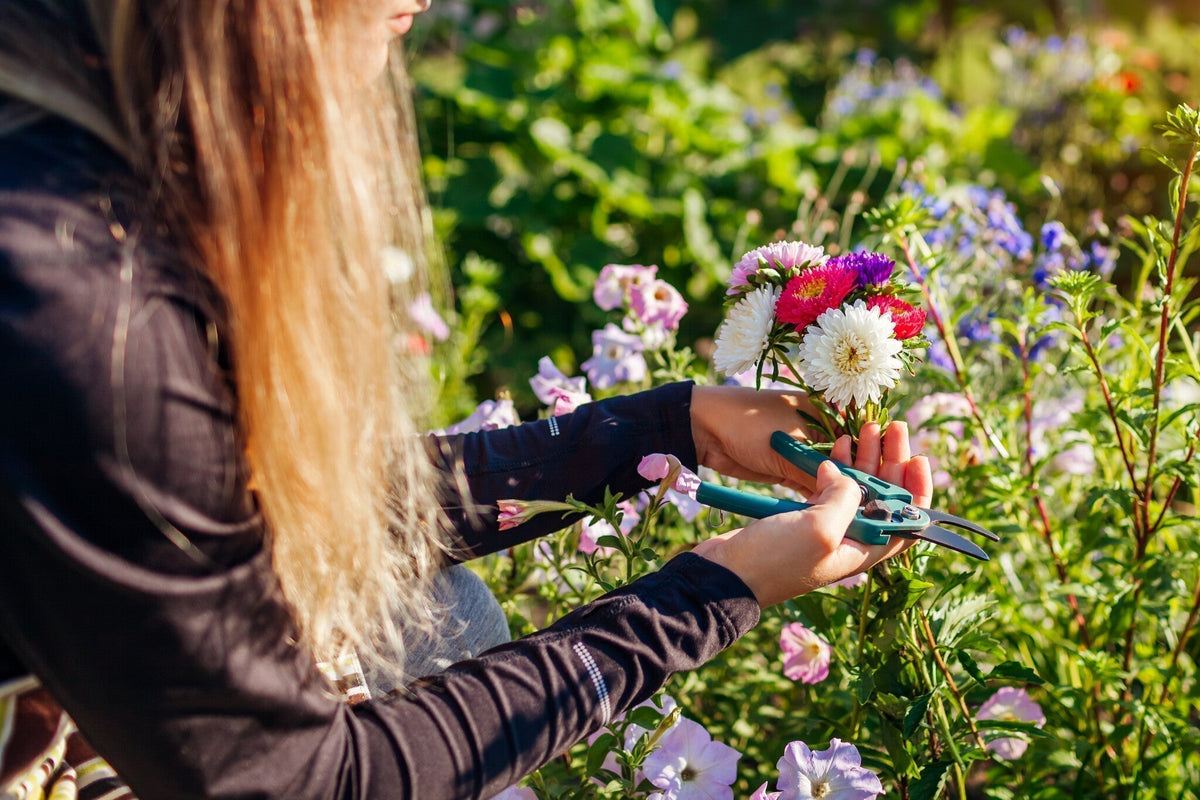 Populaire snjbloemen
