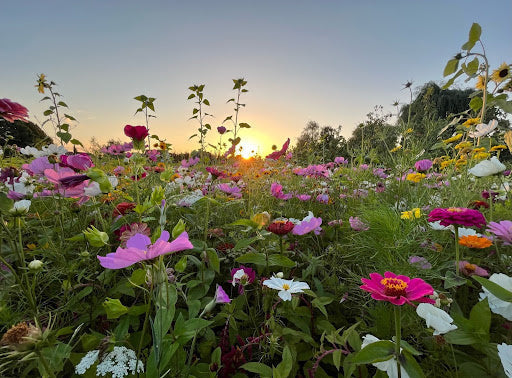 In beeld: samen vergroten we de biodiversiteit!