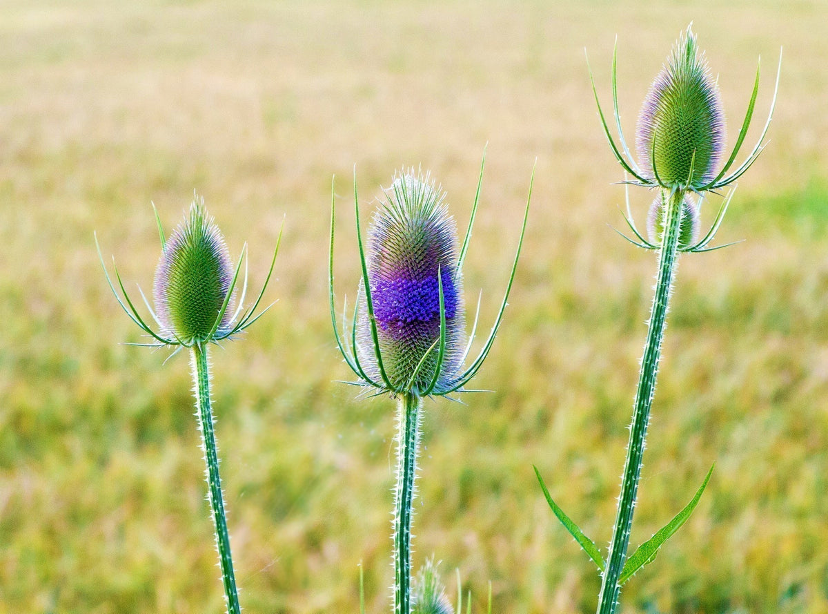 thistle-gcb275ddb0_1920
