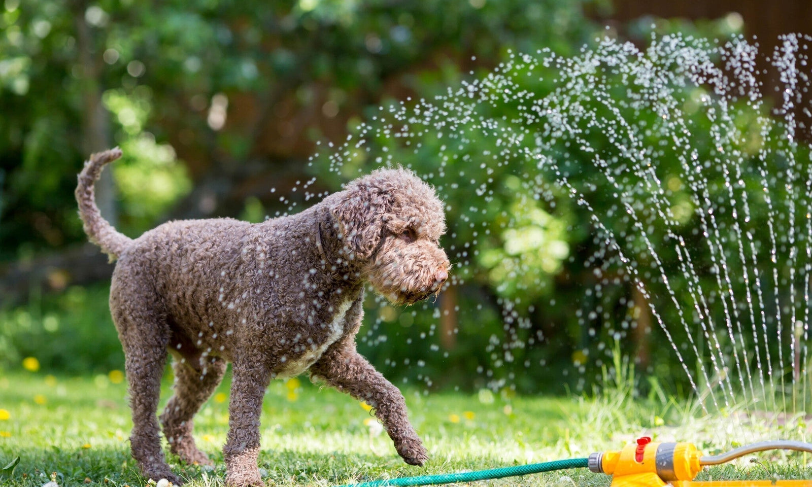 Gartenkalender August: Genießen Sie einen „Staycation” in Ihrem eigenen Garten!