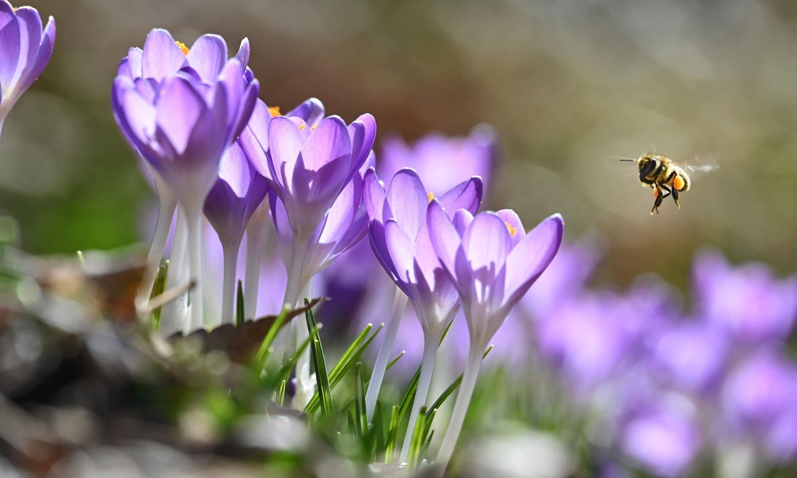 Gartenkalender März: Der Start in die Gartensaison!