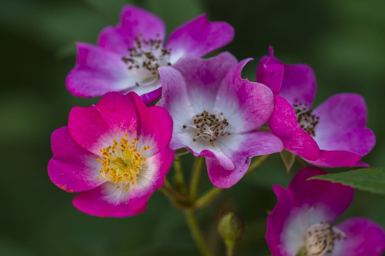Wann kann ich Wildblumen säen?