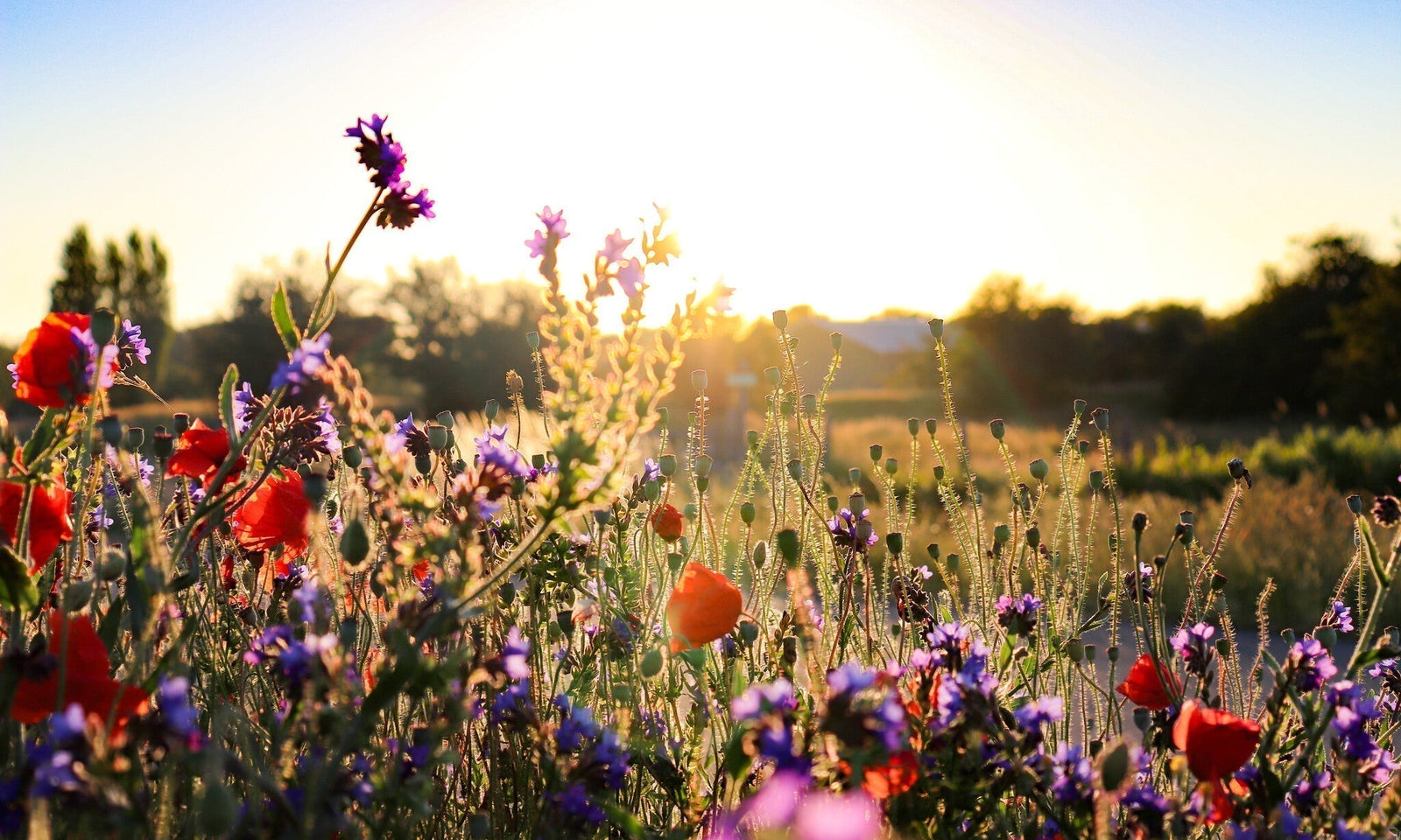Was ist eine Blumenwiese?