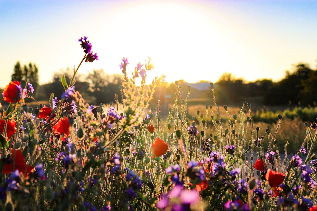 Wat is een bloemenweide