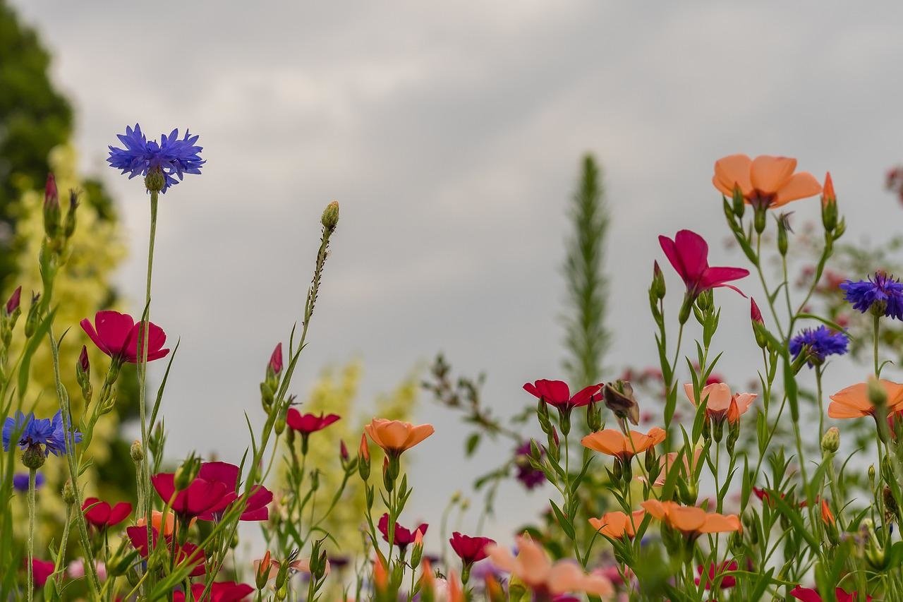 Wilde Blumen im Herbst säen