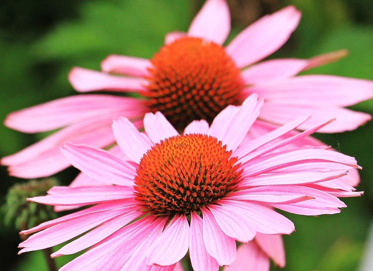 Zonnehoed (plant)  - Echinacea purpurea