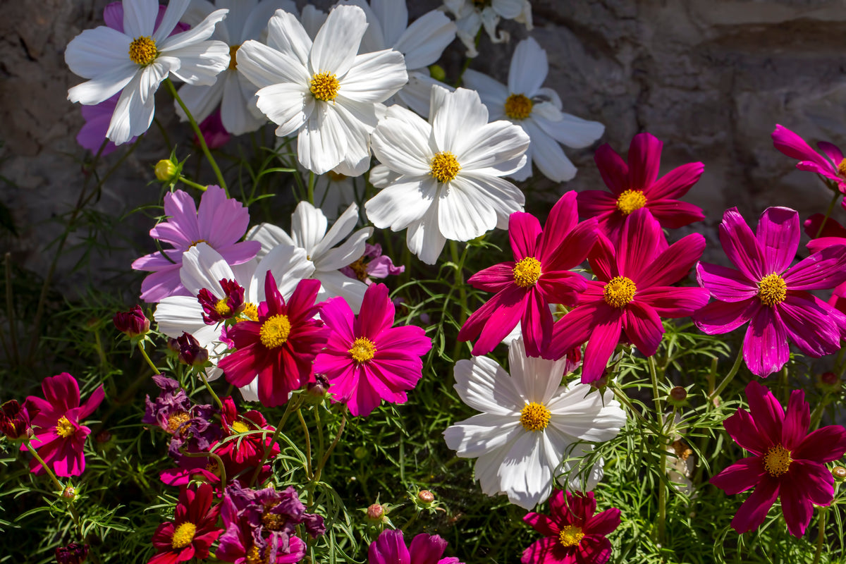 Cosmea zaden