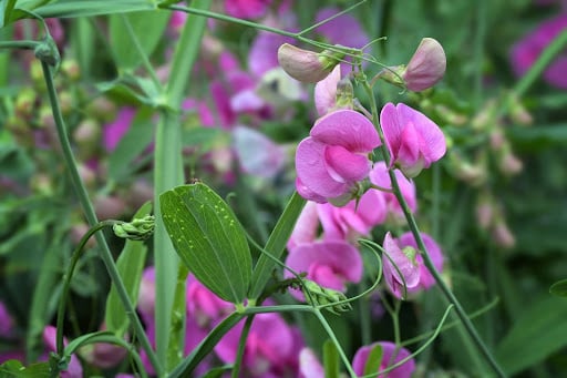 bloemen-zaaien-december
