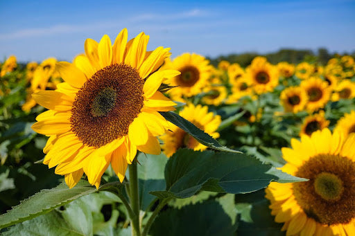 bloemen-zaaien-mei