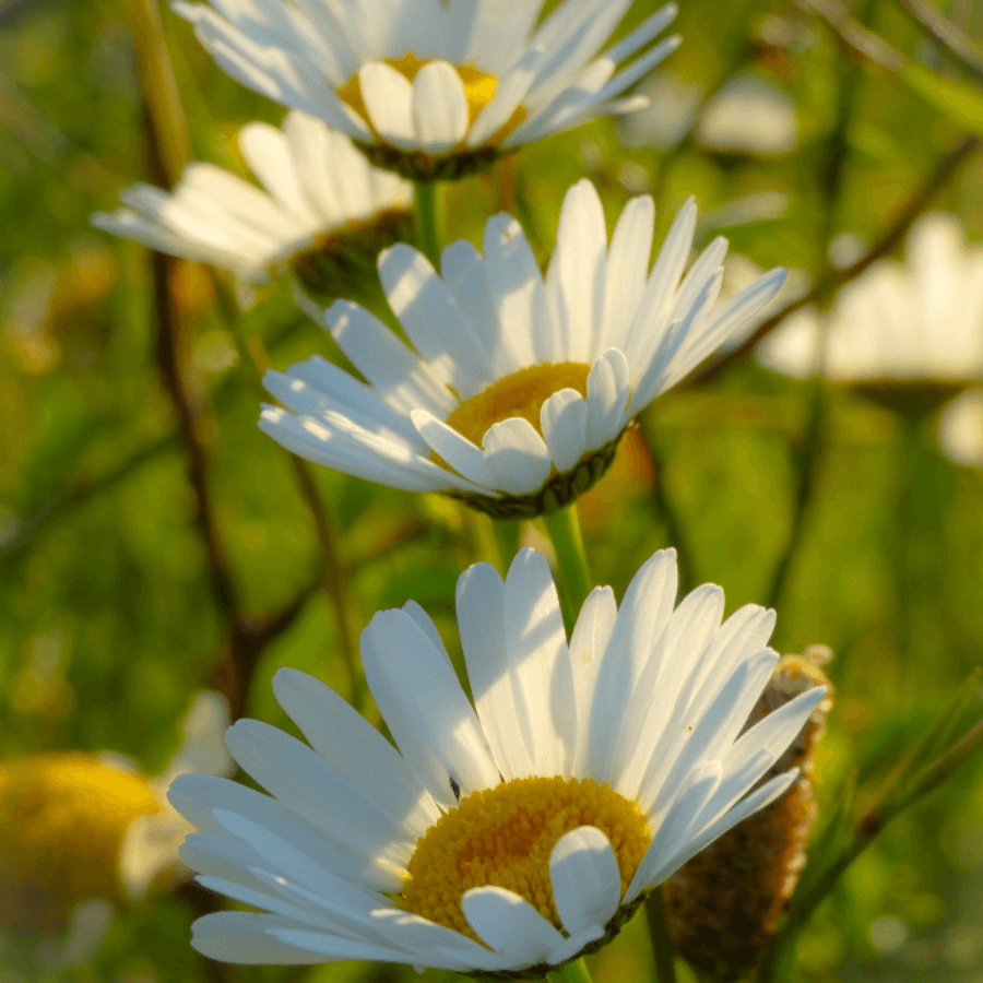 Tweejarige bloemenzaden