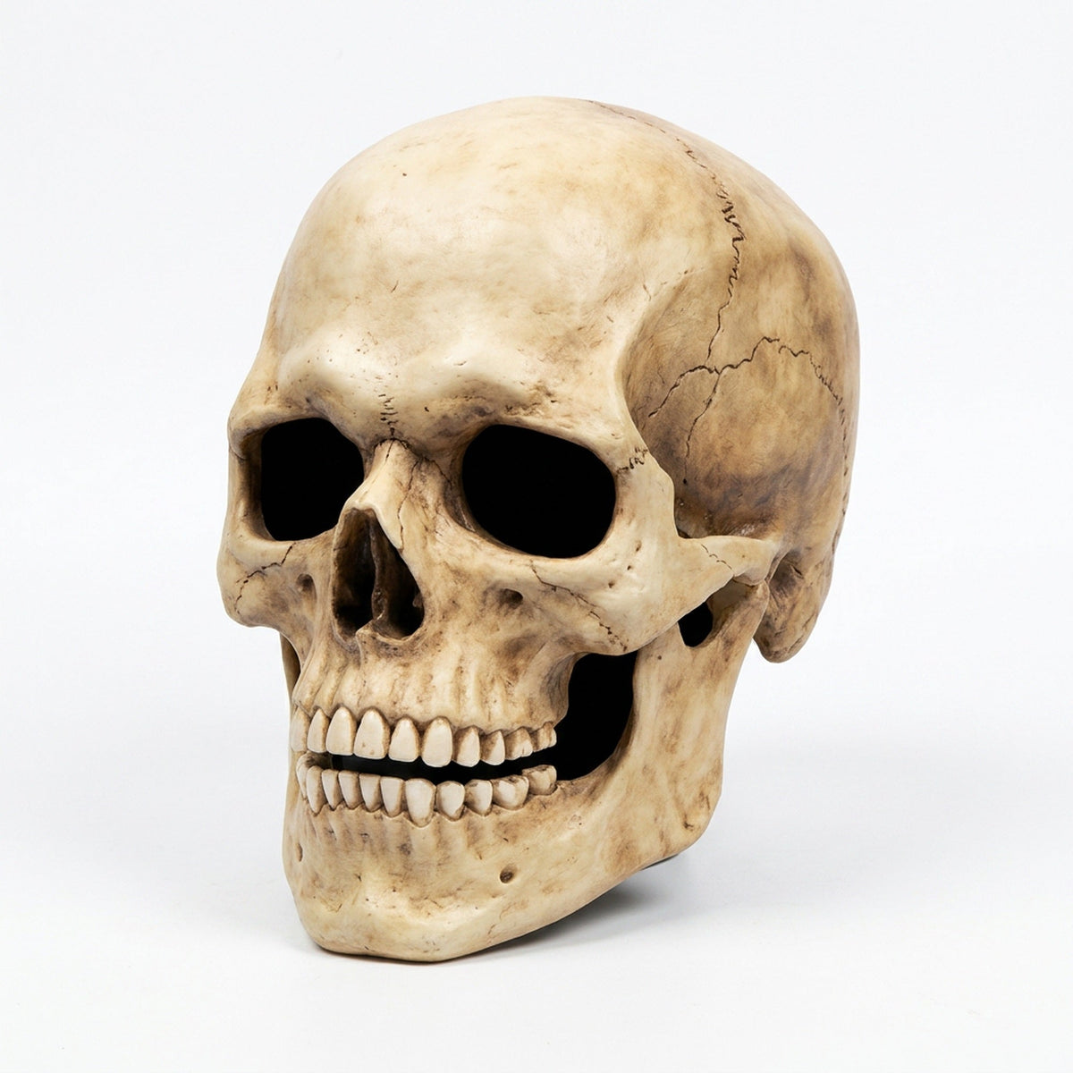 Anatomisch schedel hoofdmasker latex met beweegbare kaak voor volwassenen Halloween horror kostuum feest | Sansoti