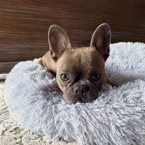 Round Pet Bed with Raised Edge Plush Sleeping Area for Dogs and Cats Comfortable Nest Soft Cushion Warm Resting Bed | Sansoti