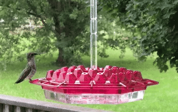 Outdoor Hummingbird Feeder with Ant Guard, 30 Feeding Ports, Hanging Bird Feeder, Garden Decoration | Sansoti