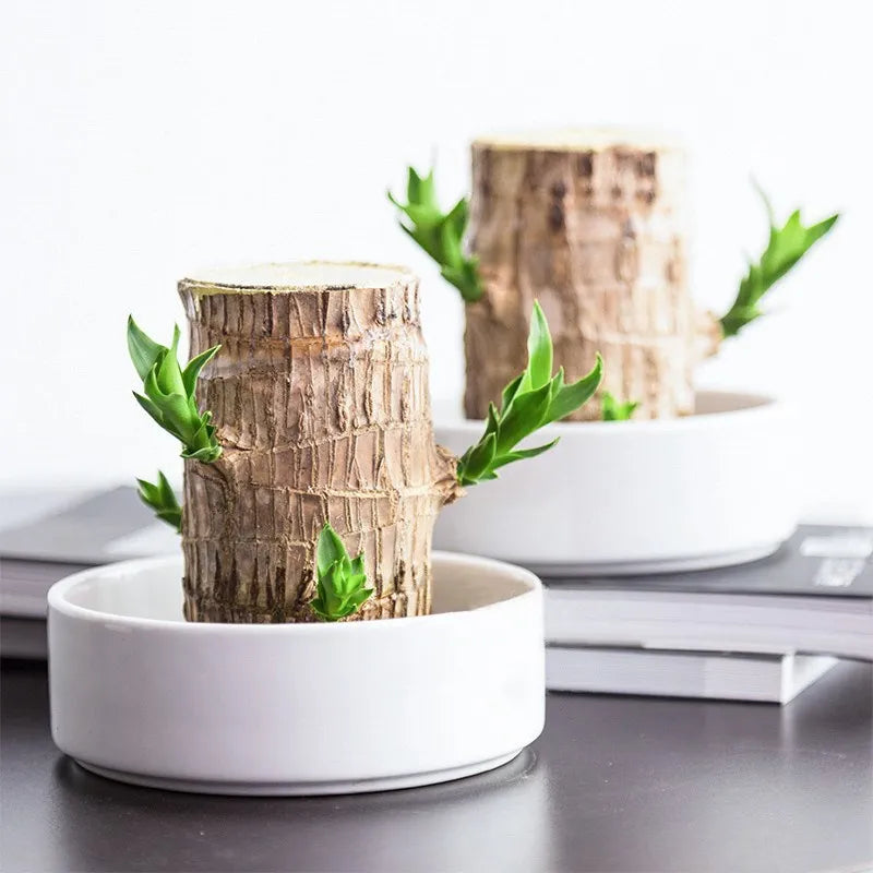 Kunstplant met Luchtzuiverende Werking – Voegt Natuurlijke Elegantie en Frisse Lucht Toe aan Elk Interieur | Sansoti