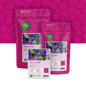 Bunter Salbei – Salvia horminum
