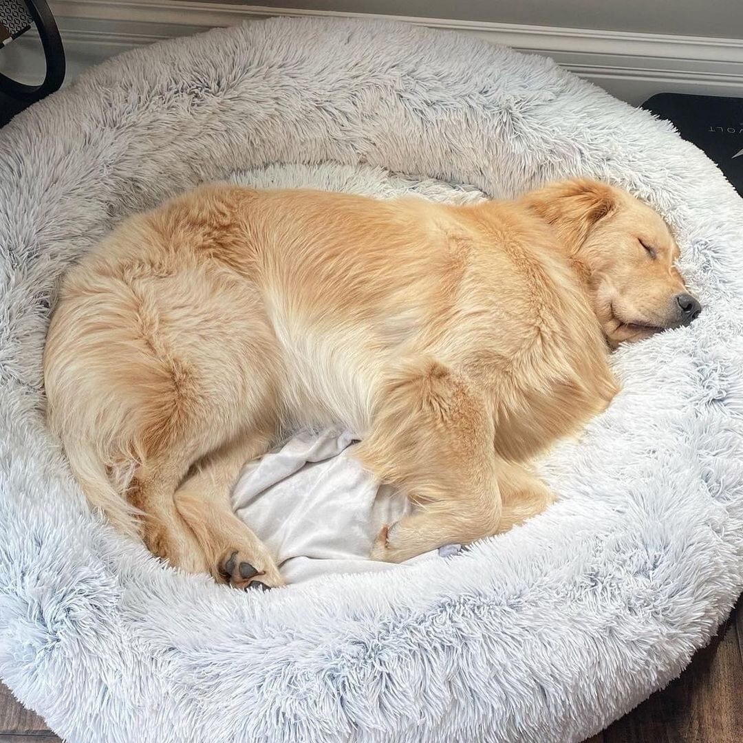 Round Pet Bed with Raised Edge Plush Sleeping Area for Dogs and Cats Comfortable Nest Soft Cushion Warm Resting Bed | Sansoti
