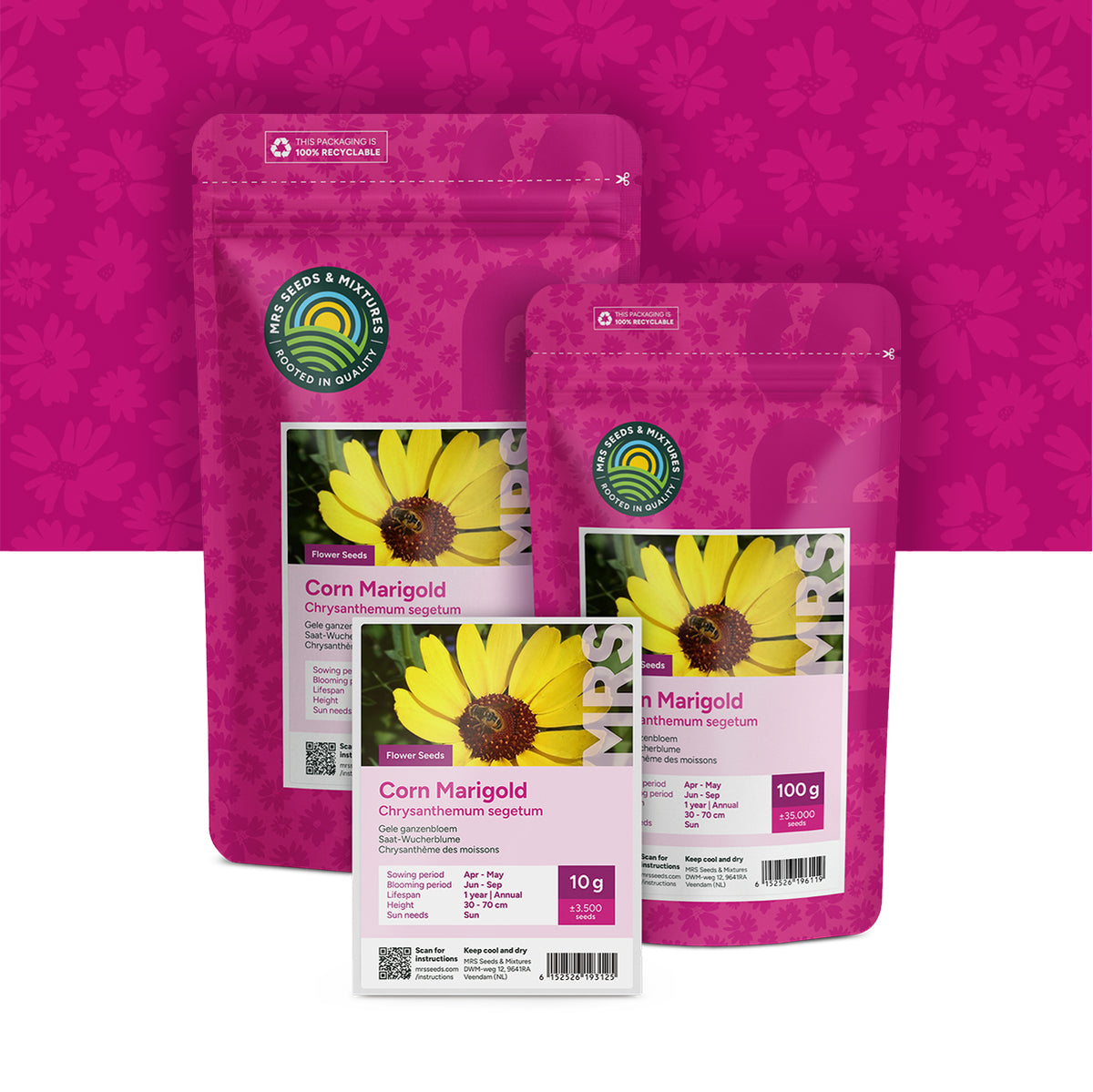 Saat-Wucherblume – Chrysanthemum segetum
