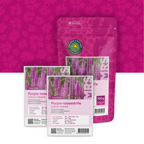 Blutweiderich – Lythrum salicaria