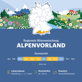 Alpenvorland - Regionale Wildblumenmischung